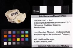 Foto (Objket + Etiketten) von Cracensigillatus gracilirostrus (Robins et al., 2013) 